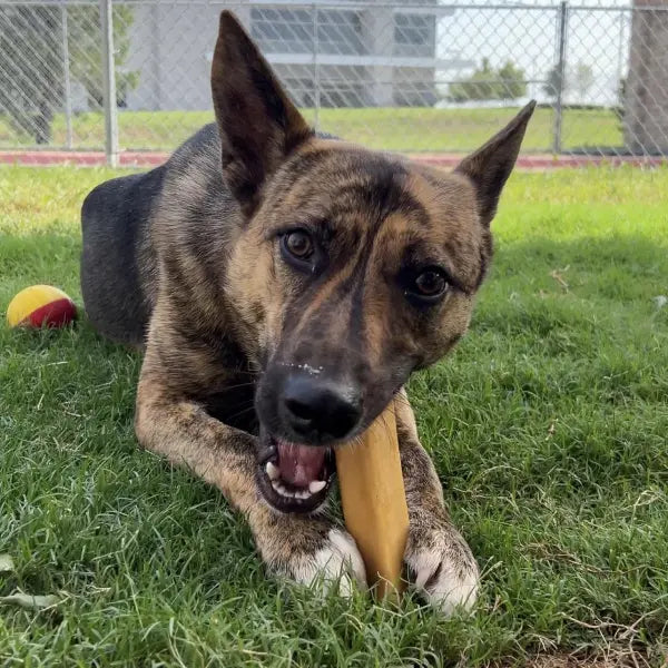 LONG-LASTING CHEWS FOR AGGRESSIVE CHEWERS
